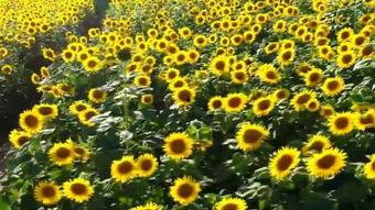 在线观看业火的向日葵,在线观看业火中的向日葵之美  第3张